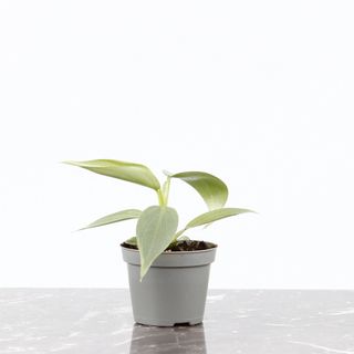 Philodendron 'Silver Sword'