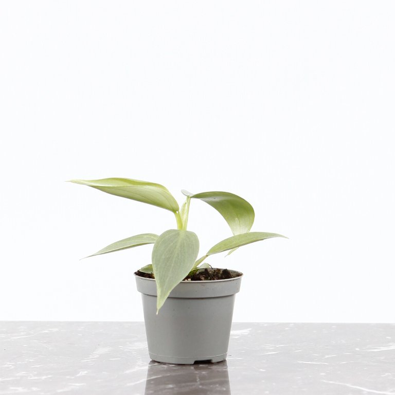 Philodendron 'Silver Sword' 6 cm