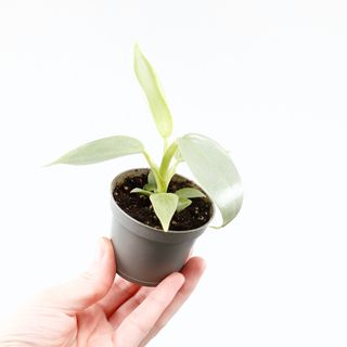 Philodendron 'Silver Sword'