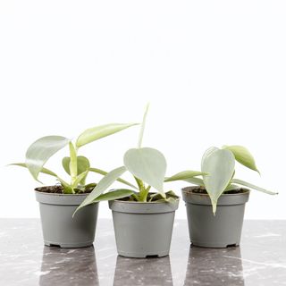 Philodendron 'Silver Sword'