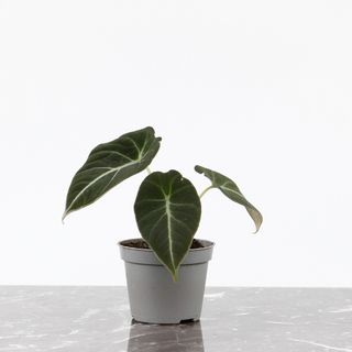 Alocasia 'Black Velvet'
