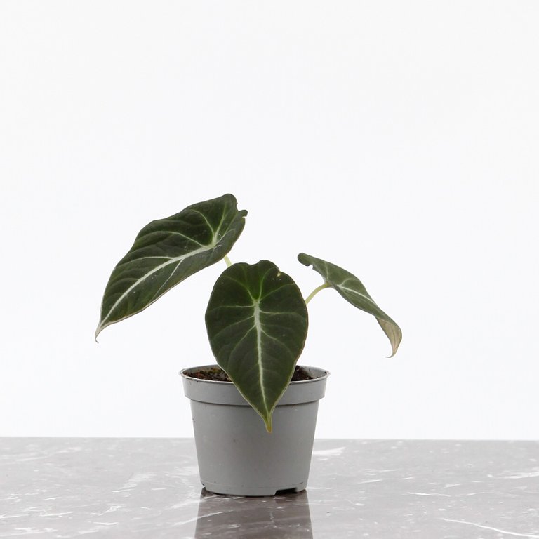Alocasia 'Black Velvet' 6 cm