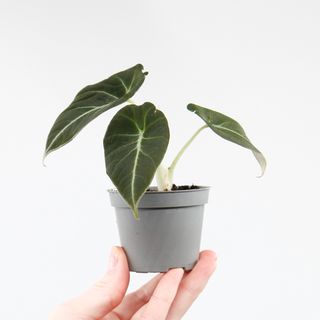 Alocasia 'Black Velvet'