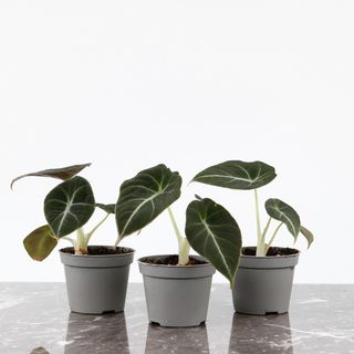 Alocasia 'Black Velvet'