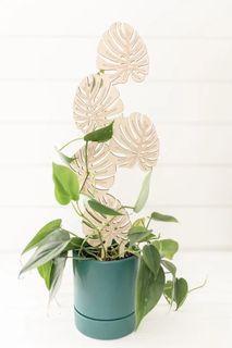 Växtstöd Monstera stor