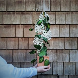 Växtstöd Monstera stor