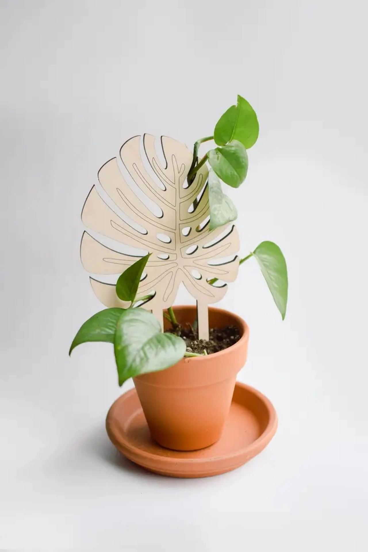 Växtstöd Monstera i kruka med grön växt