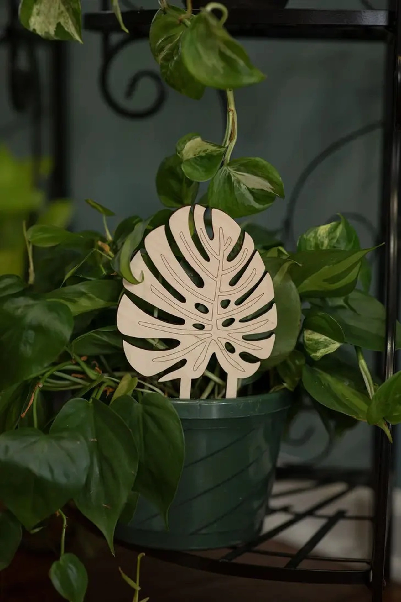Handgjort växtstöd Monstera i trä från Klorofyllverket