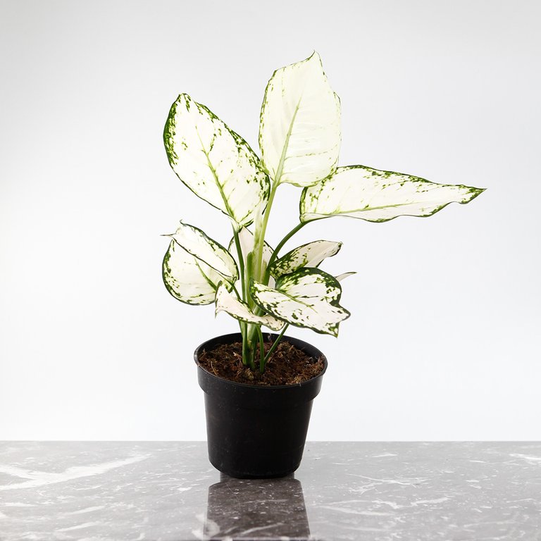 Aglaonema 'White Joy' 12 cm KAMPANJ