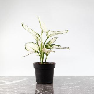 Aglaonema 'White Joy' 12 CM