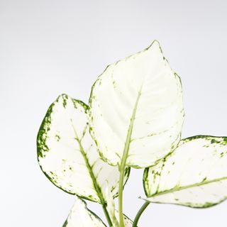 Aglaonema 'White Joy' 12 CM