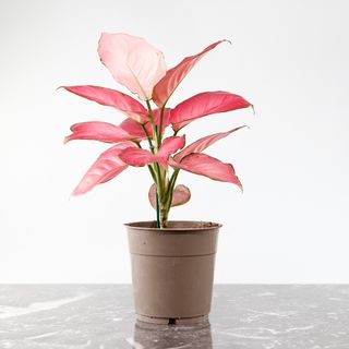 Aglaonema 'Pink Star' 12cm