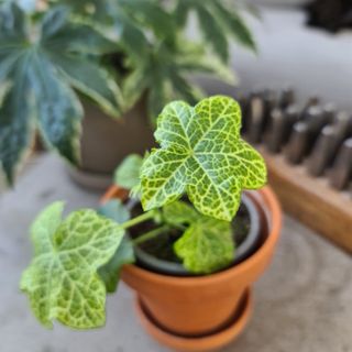 Pelargonium 'Crocetta'