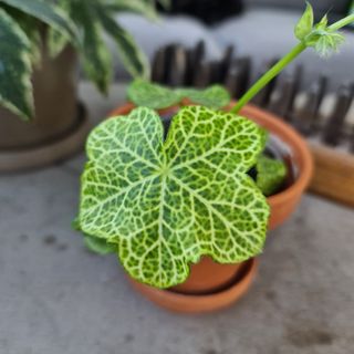 Pelargonium 'Crocetta'
