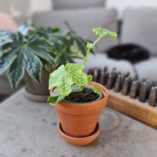 Pelargonium 'Crocetta'