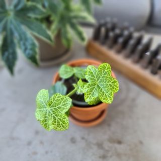 Pelargonium 'Crocetta'