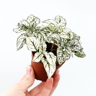Hypoestes vit 8,5 cm