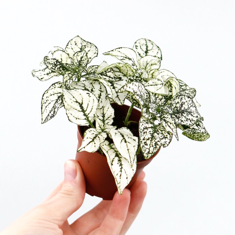 Hypoestes phyllostachya vit -  Rosenstänk 6 cm