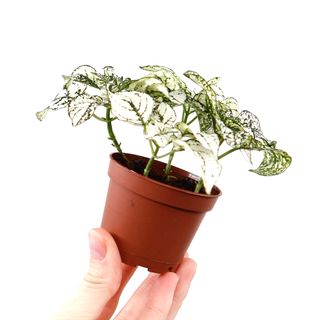 Hypoestes vit 8,5 cm