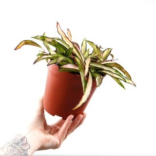 Hoya wayetii 'Variegata' 12 cm