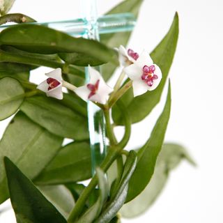 Hoya bella på växtstöd