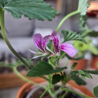 Pelargonium cordifolium
