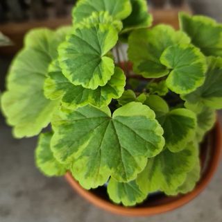 Pelargonium 'Greengold Petit Pierre'