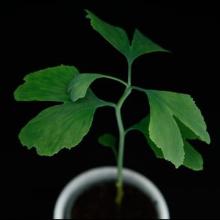 Ginkgo biloba 6 cm