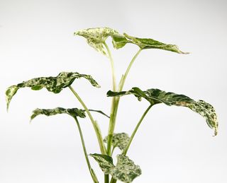 Syngonium 'Mottled Mojito’ nr 1