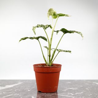 Syngonium 'Mottled Mojito’ nr 1