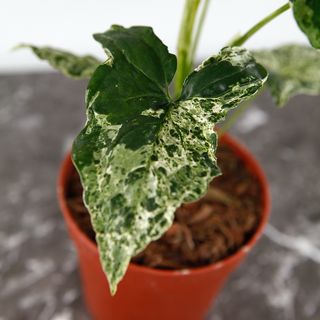 Syngonium 'Mottled Mojito’ nr 1