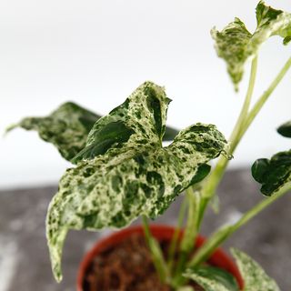 Syngonium 'Mottled Mojito’ nr 1