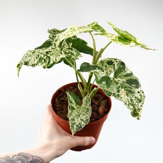 Syngonium 'Mottled Mojito’ nr 1
