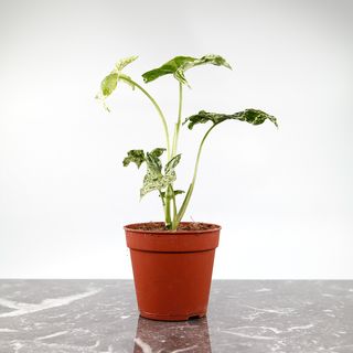 Syngonium 'Mottled Mojito’ nr 2