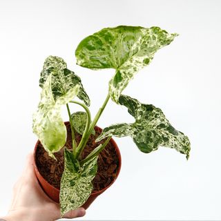 Syngonium 'Mottled Mojito’ nr 2