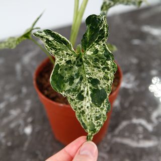 Syngonium 'Mottled Mojito’ nr 2