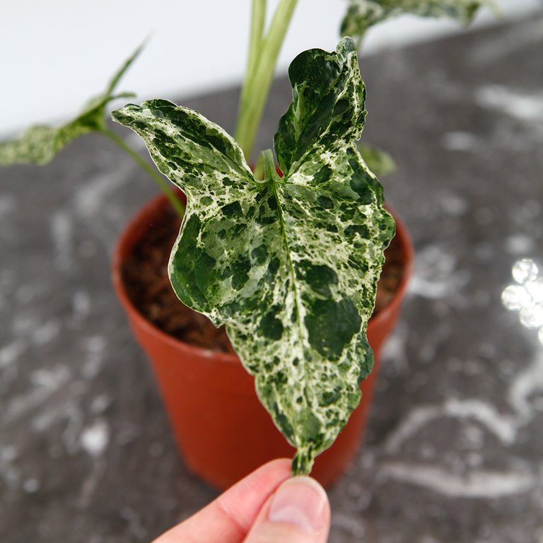 Syngonium 'Mottled Mojito’ nr 2