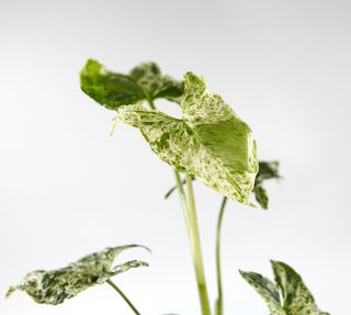 Syngonium 'Mottled Mojito’ nr 2