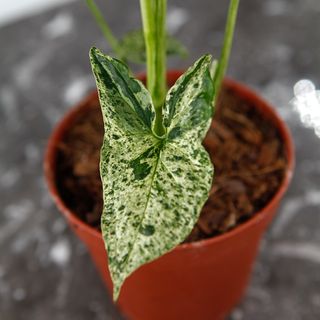 Syngonium 'Mottled Mojito’ nr 2