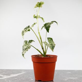 Syngonium 'Mottled Mojito’ nr 3