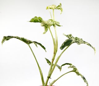 Syngonium 'Mottled Mojito’ nr 3