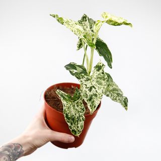 Syngonium 'Mottled Mojito’ nr 3