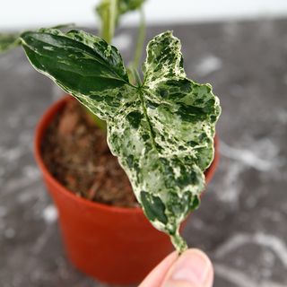 Syngonium 'Mottled Mojito’ nr 3