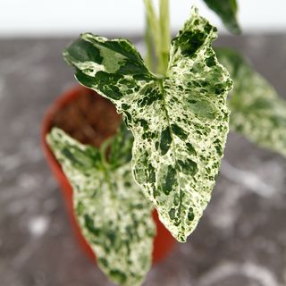 Syngonium 'Mottled Mojito’ nr 3