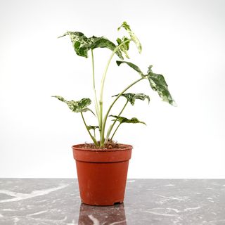 Syngonium 'Mottled Mojito’ nr 4