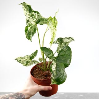 Syngonium 'Mottled Mojito’ nr 4