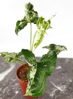 Syngonium 'Mottled Mojito’ nr 4