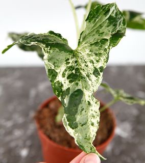 Syngonium 'Mottled Mojito’ nr 4