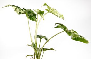 Syngonium 'Mottled Mojito’ nr 4