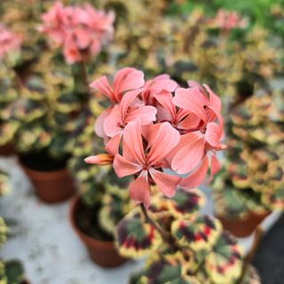 Pelargonium 'Excalibur'